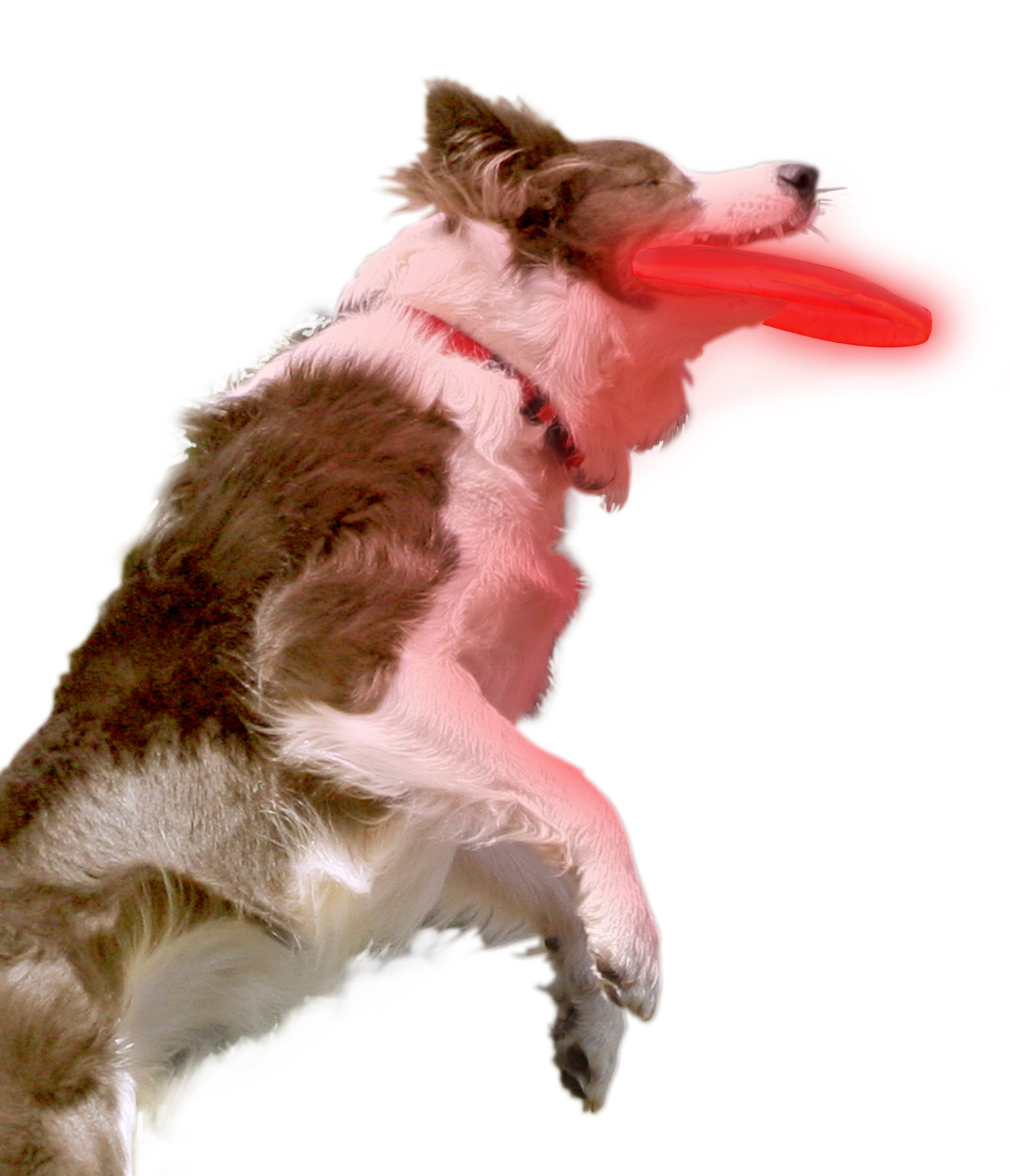Optamit Hundespielzeug LED Wurfscheibe Soft Disc