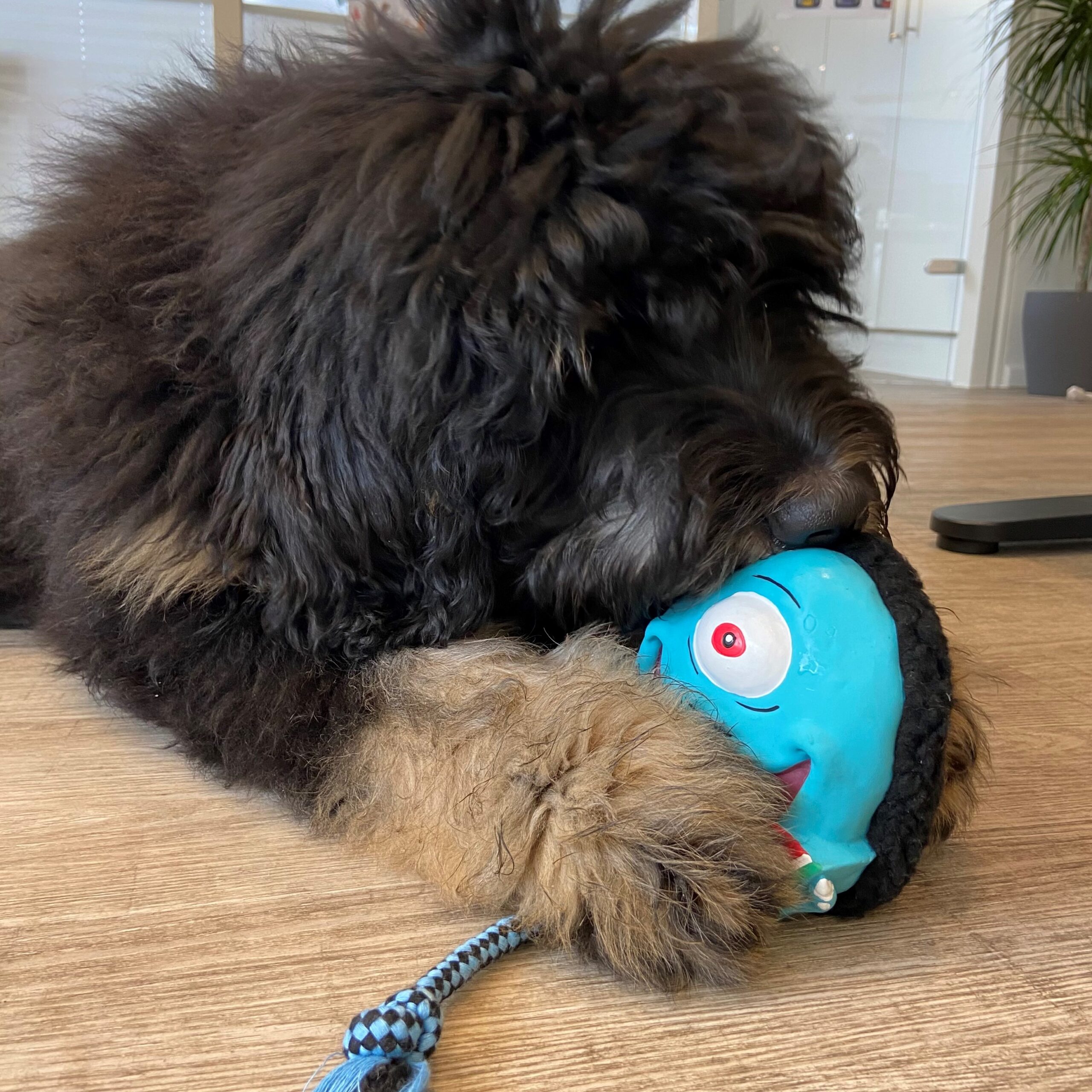 Max Molly 708111 – Modernes Urban Pets Beschäftigungsspielzeug direkt abholbar oder schnell geliefert im bvl Shop
