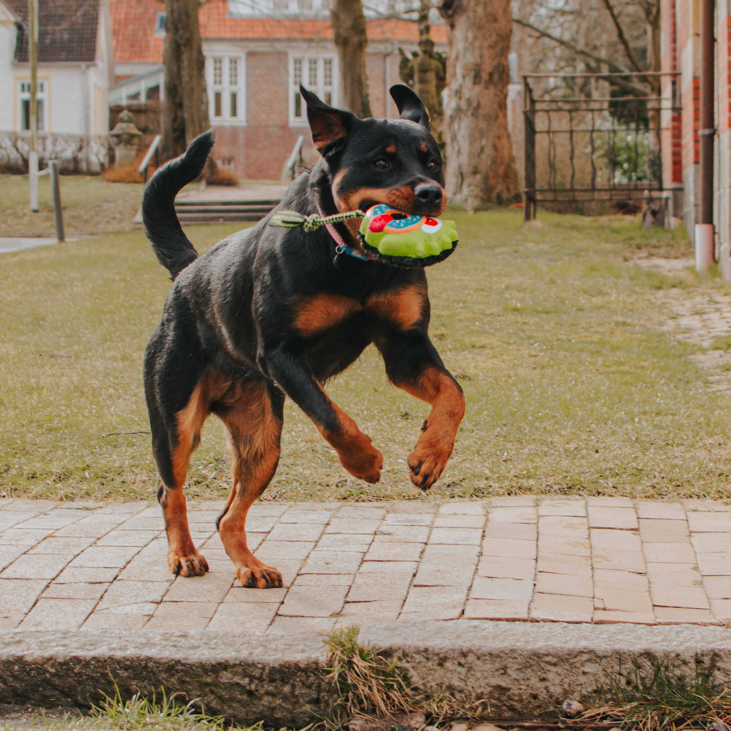 Hundespielzeug mit Quietscher 708114 – Integrierter Squeaker im Inneren des max & molly Bob the Blob Kombi-Spielzeugs