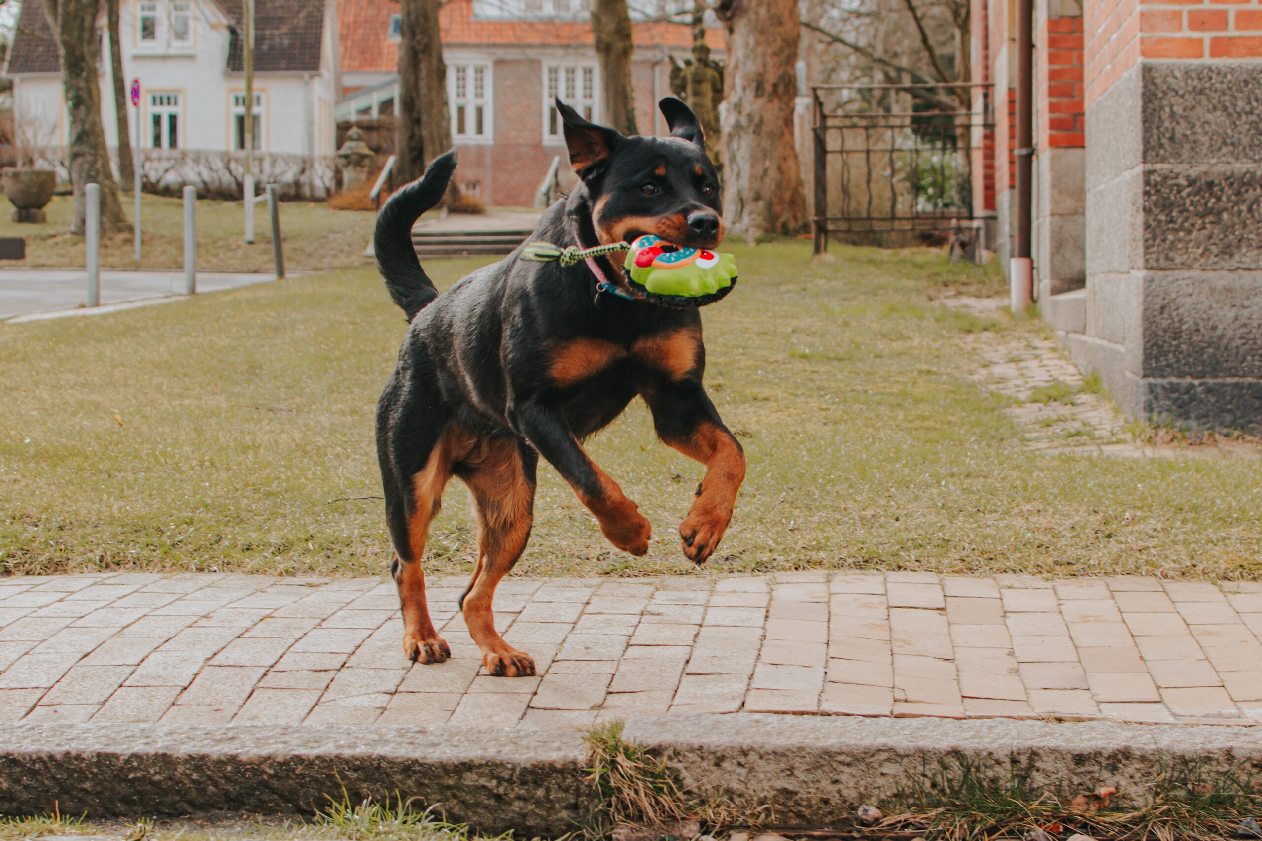 Zahnreinigendes Hundespielzeug Latex 708114 – Strukturierte TPR-Gummirückseite mit Noppen zur spielerischen Zahnpflege