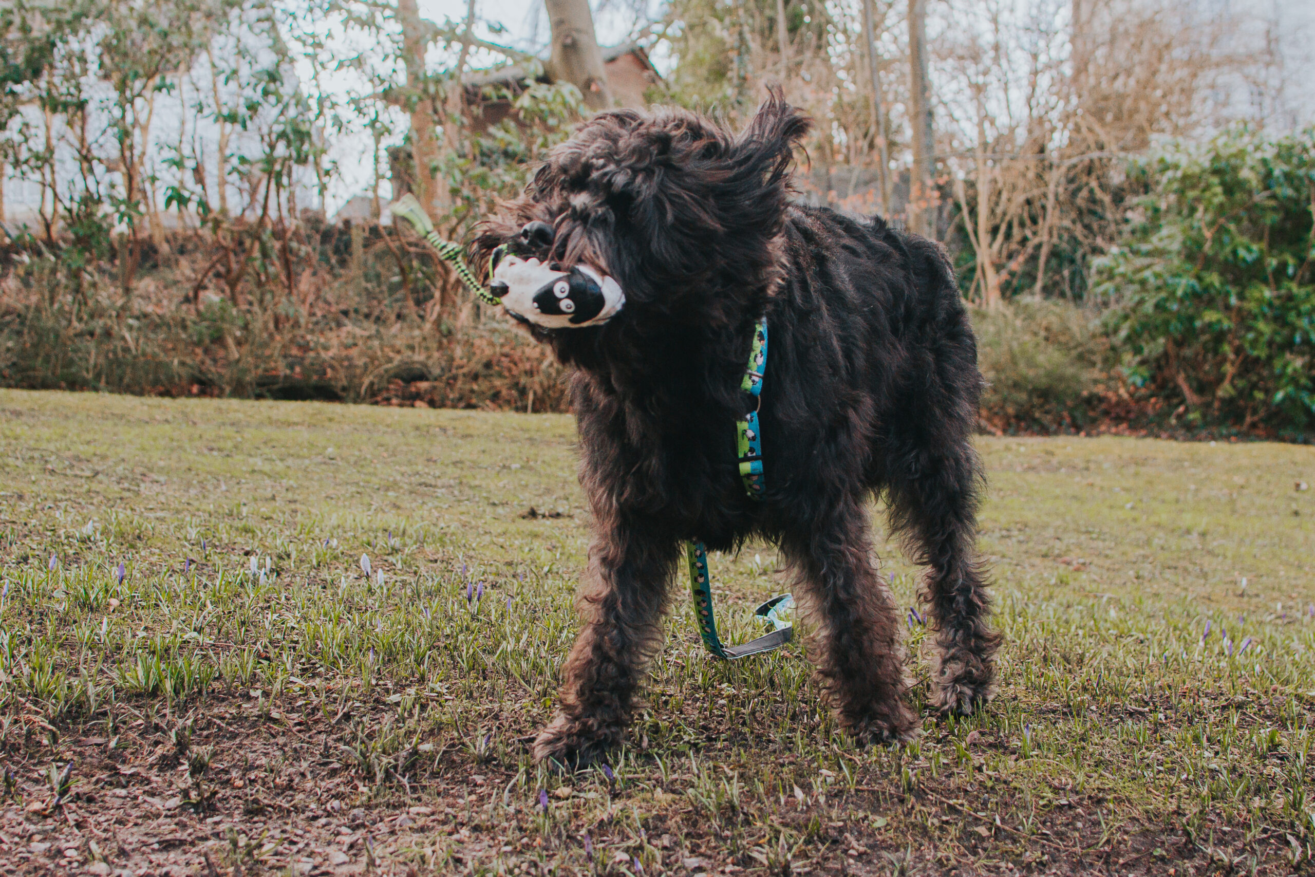 Hundespielzeug mit Quietscher 708116 – Integrierter Squeaker im Inneren des max & molly Woody the Sheep Kombi-Spielzeugs