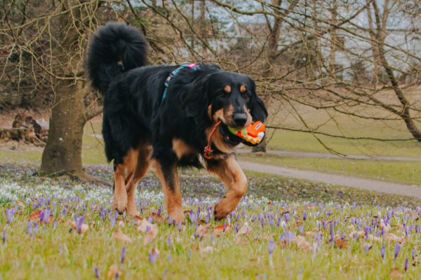 max-&-molly-otto-the-dino