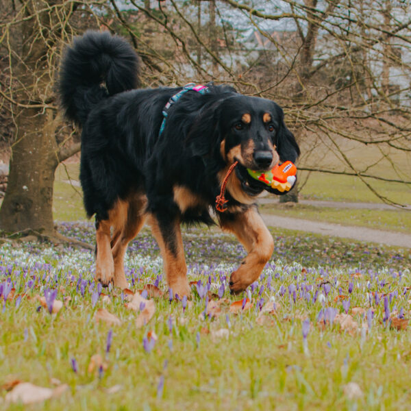 max-&-molly-otto-the-dino