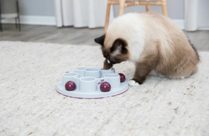 trixie-cat-activity-pentagon-strategie-spiel