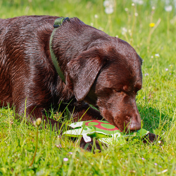 nobby-hundespielzeug-stoff-schildkröte-floating-62512-tierbedarf-bvl-shop