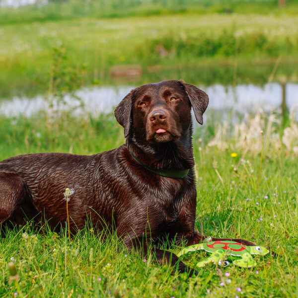 nobby-hundespielzeug-stoff-schildkröte-floating-62512-tierbedarf-bvl-shop