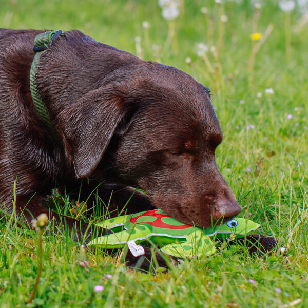 nobby-hundespielzeug-stoff-schildkröte-floating-62512-tierbedarf-bvl-shop