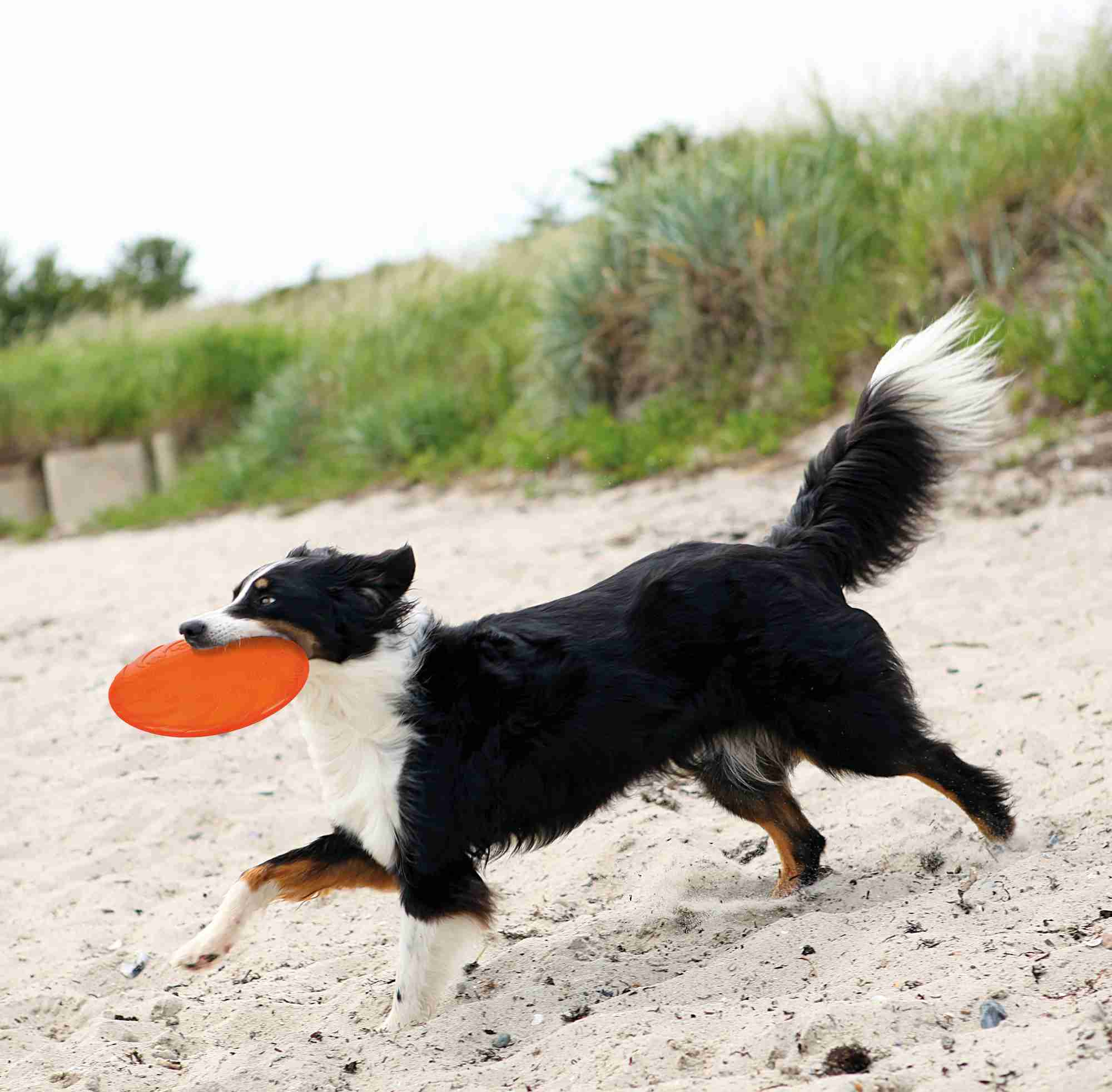Trixie Hundespielzeug 33506 – Robuste TPR-Wurfscheibe direkt abholbar bei uns im bvl Shop Offenhausen