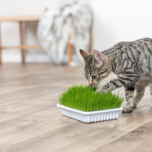Alles für die Katze